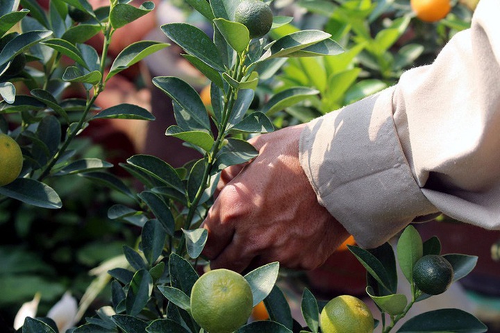 Để cây quất có thể ra nhiều quả và có thế đứng độc đáo, mỗi ngày anh Mạnh đều phải bỏ ra 4-5 tiếng đồng hồ để làm công việc cắt tỉa lá, tạo hình cây.