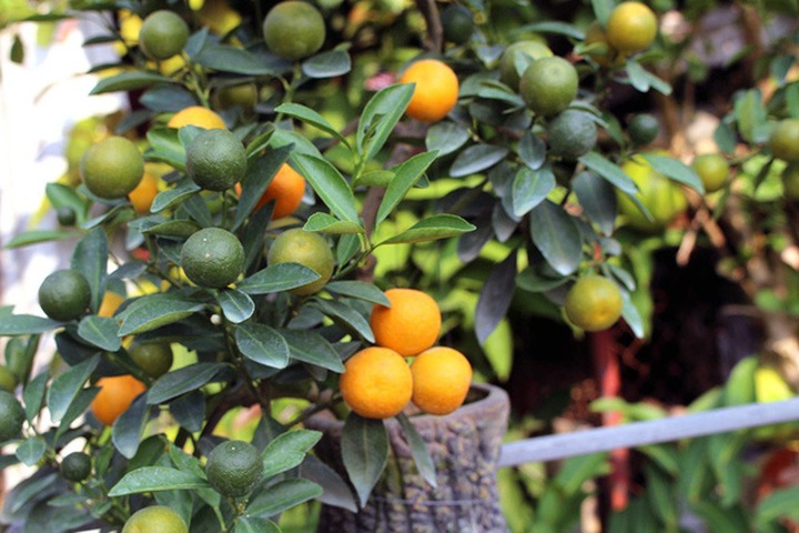 Nhiều quả quất đã căng mọng, chín đỏ tại vườn trước thềm Tết Nguyên Đán.