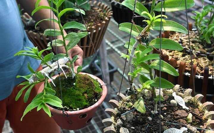 Hô biến lan đột biến bằng keo 502 - 2