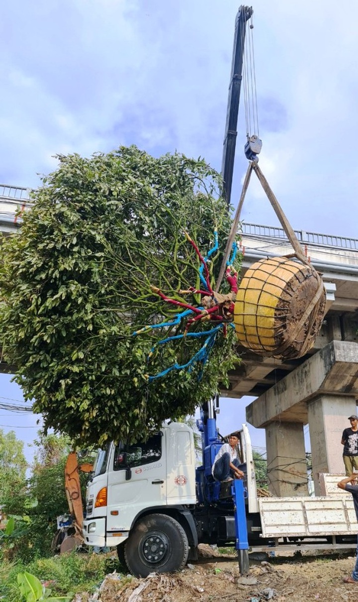 Hoa mắt với cây mai có tán rộng hơn căn nhà 6m, giá 1 tỷ đồng - 1