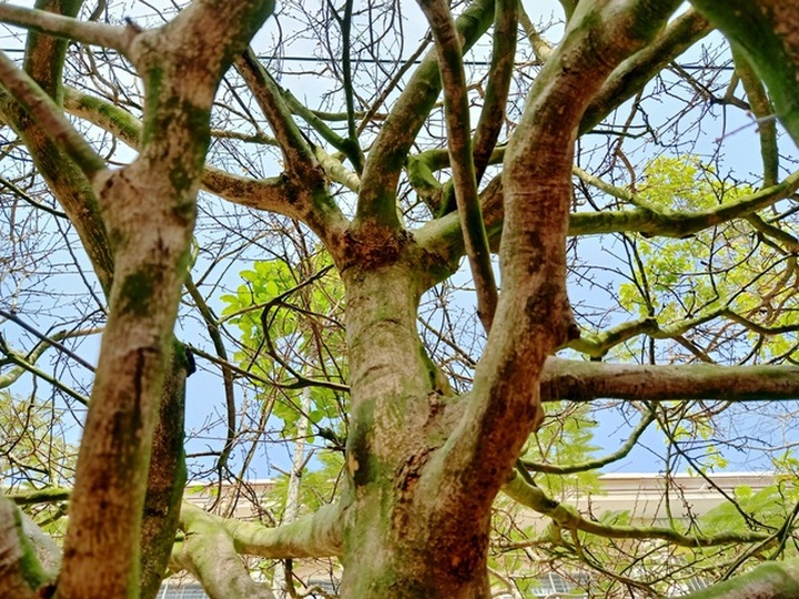 Hoa mắt với cây mai có tán rộng hơn căn nhà 6m, giá 1 tỷ đồng - 4