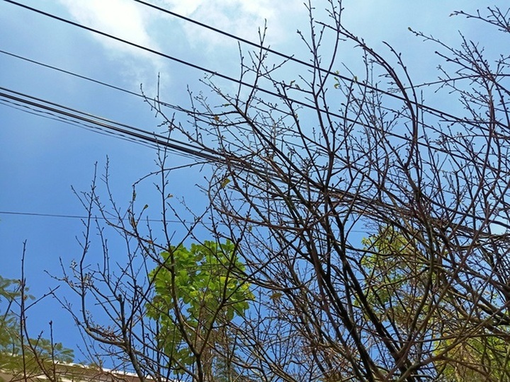 Hoa mắt với cây mai có tán rộng hơn căn nhà 6m, giá 1 tỷ đồng - 6