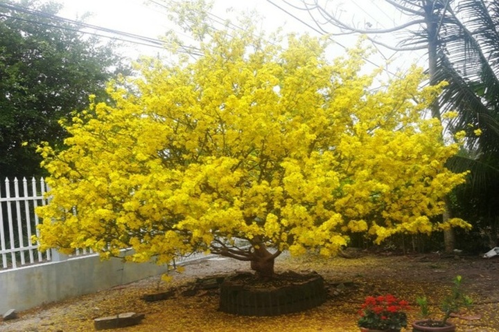Hoa mắt với cây mai có tán rộng hơn căn nhà 6m, giá 1 tỷ đồng - 9
