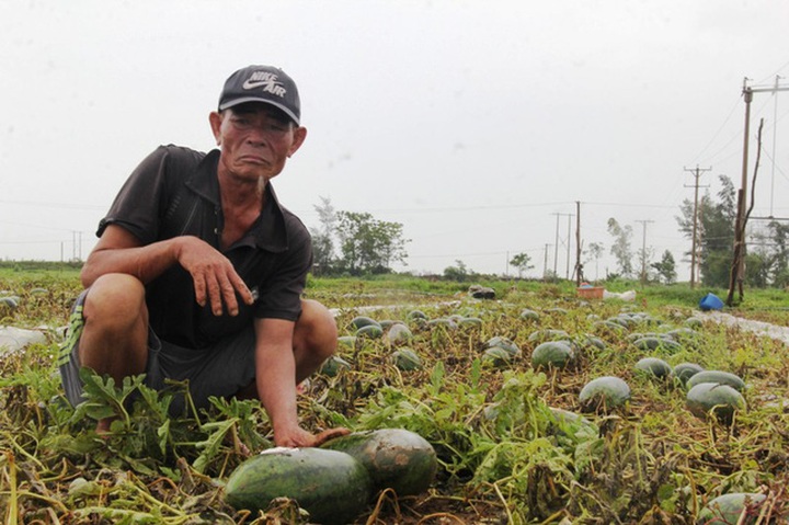 Gương mặt thất thần lo lắng của người dân khi dưa bị hư hỏng.
