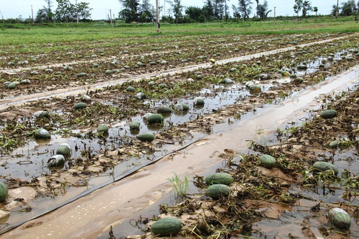 Cánh đồng 40 ha dưa hấu bị thối rữa do mưa bão.