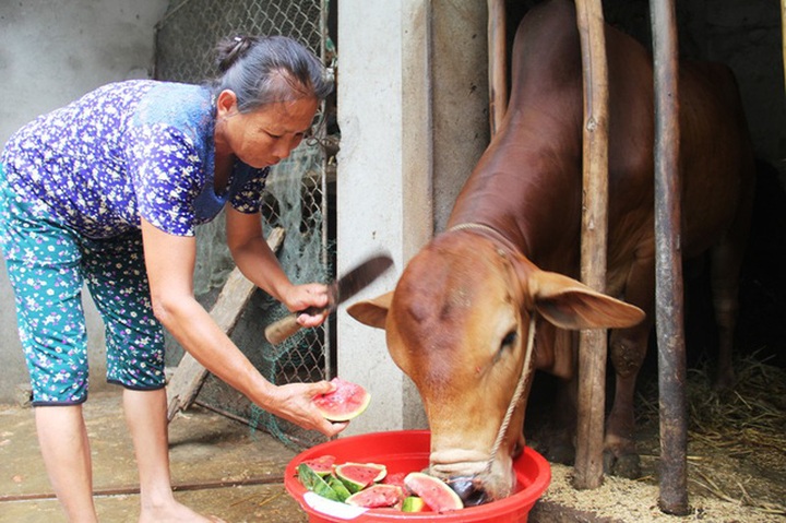 Người dân ngậm ngùi đem dưa làm thức ăn cho trâu, bò.
