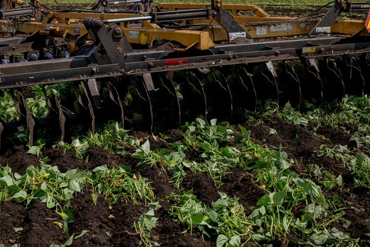 Khốn đốn vì Covid-19, nông dân Mỹ phải tiêu hủy loạt nông sản ế ẩm - 2