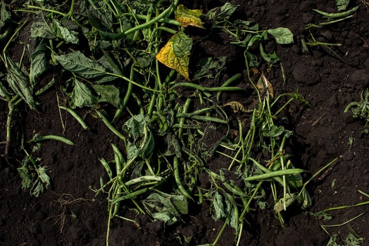 Khốn đốn vì Covid-19, nông dân Mỹ phải tiêu hủy loạt nông sản ế ẩm - 4