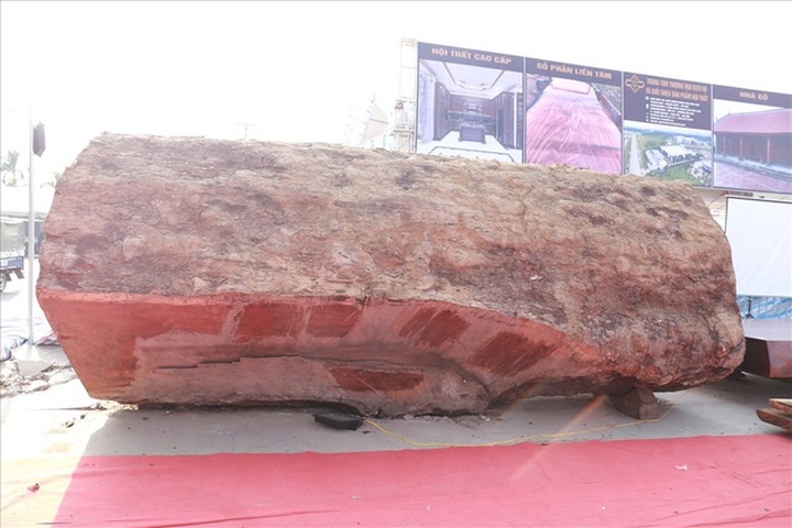 Khúc gỗ bỏ xó trong vườn, ngỡ ngàng khi biết giá trị thật - 1