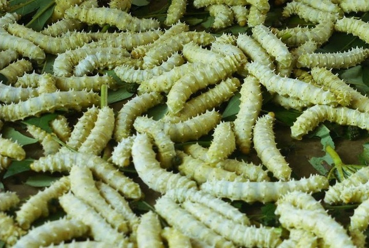 Kinh hãi với những món ăn tẩm bổ của nhà giàu Việt - 2