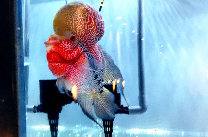 Cá la hán có đầu “sưng vù” nhìn rất lạ mắt. Ảnh: Đại Việt