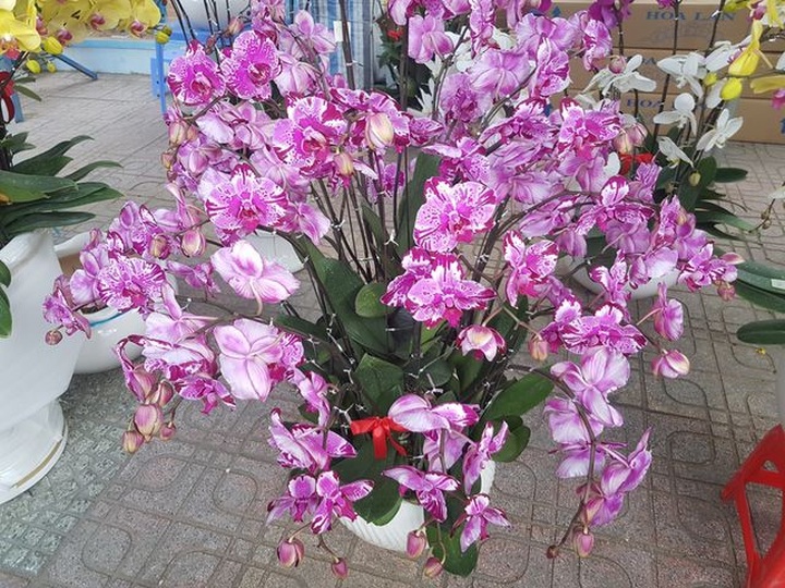 Lan hồ điệp khoe sắc rực rỡ, giá tiền triệu hút khách ở phố biển Nha Trang  - 2