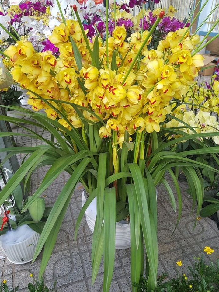 Lan hồ điệp khoe sắc rực rỡ, giá tiền triệu hút khách ở phố biển Nha Trang  - 3