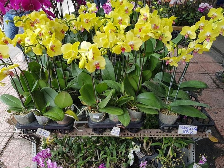 Lan hồ điệp khoe sắc rực rỡ, giá tiền triệu hút khách ở phố biển Nha Trang  - 6