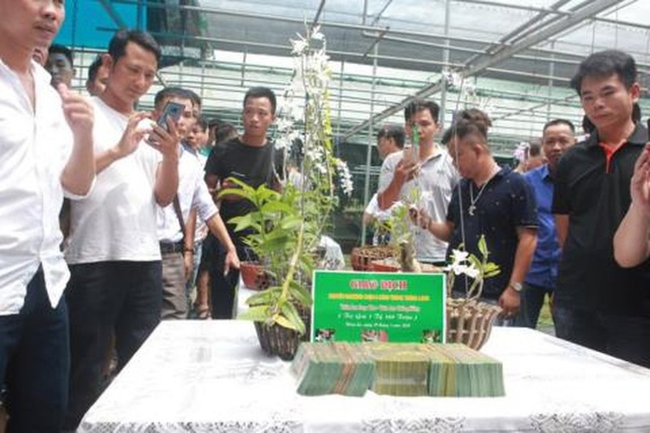 Lan Phi điệp đột biến: Đại gia nói trái đắng 500 tỷ đồng - 1