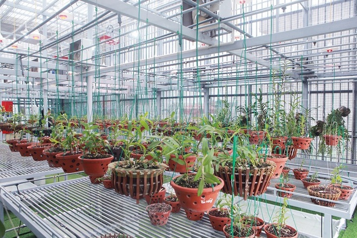 Lặng ngắm giàn lan đột biến khủng được làm từ 30 tấn thép trên sân thượng - 5