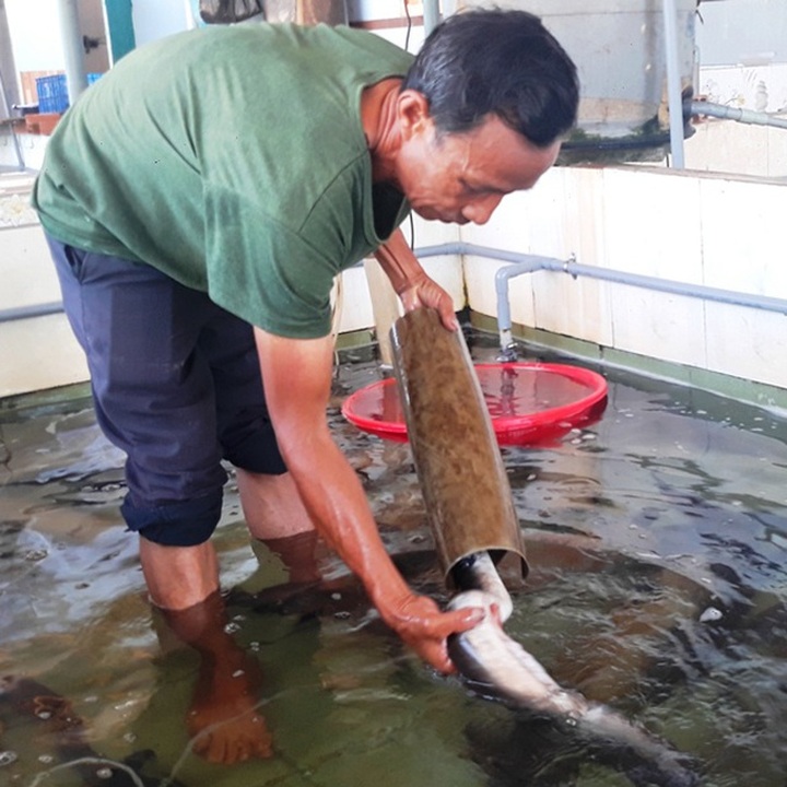 Lão ngư đất võ Bình Định đổi đời nhờ nuôi loài cá “tiến vua” - 1