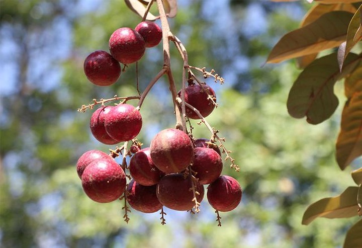 Lão nông từ chối khách Trung Quốc: Đặc sản độc đáo phải để dân Việt ăn Tết - 11