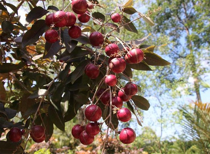 Lão nông từ chối khách Trung Quốc: Đặc sản độc đáo phải để dân Việt ăn Tết - 9