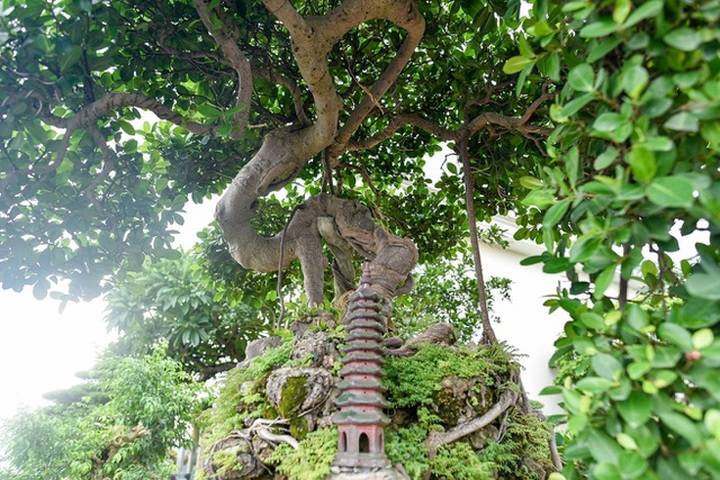 Lộ diện cây si Thạch Sanh có giá hàng tỷ đồng khiến đại gia mê mẩn - 2