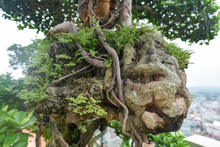 Lộ diện cây si Thạch Sanh có giá hàng tỷ đồng khiến đại gia mê mẩn - 3