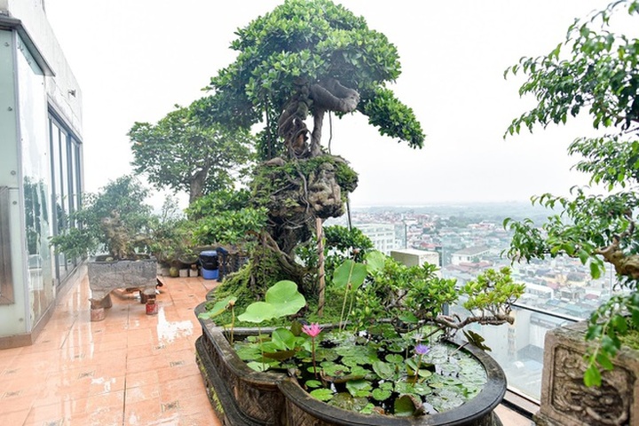 Lộ diện cây si Thạch Sanh có giá hàng tỷ đồng khiến đại gia mê mẩn - 6