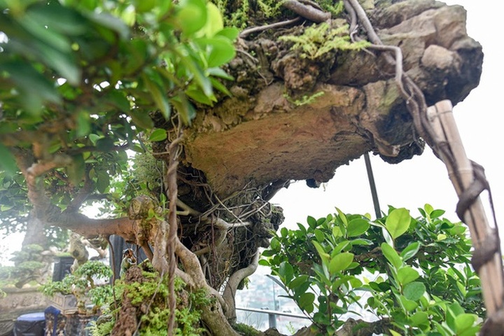 Lộ diện cây si Thạch Sanh có giá hàng tỷ đồng khiến đại gia mê mẩn - 5