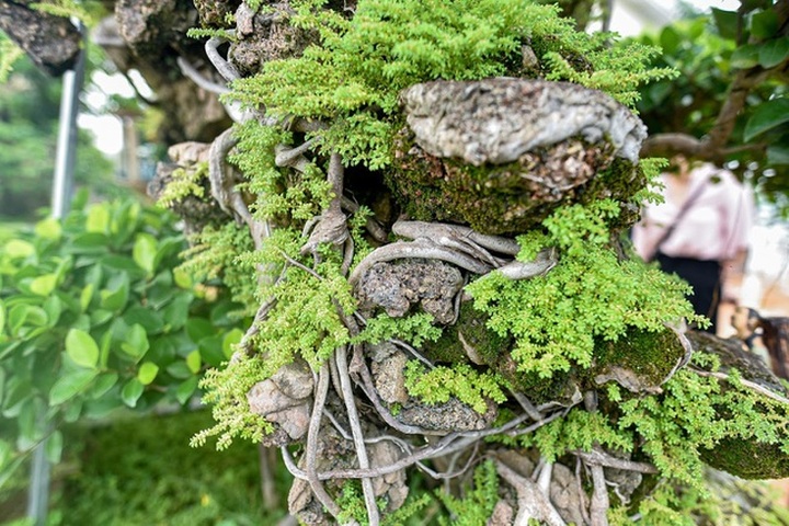 Lộ diện cây si Thạch Sanh có giá hàng tỷ đồng khiến đại gia mê mẩn - 8