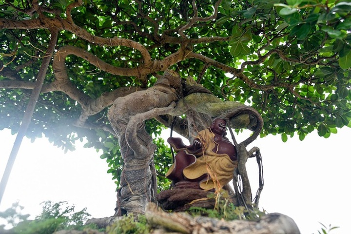 Lộ diện cây si Thạch Sanh có giá hàng tỷ đồng khiến đại gia mê mẩn - 10