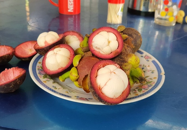 Loại cây xóa đói giảm nghèo có một không hai của người dân Quảng Nam - 3