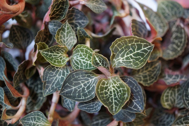 
Lan kim tuyến được thương lái thu mua với giá cao.
