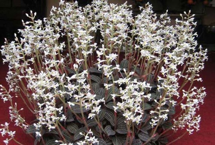 
Người dân đổ xô bỏ việc vào rừng tìm hái loài “thần dược” này.
