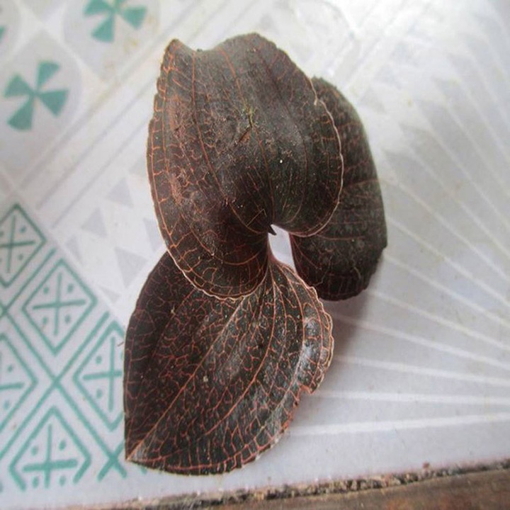 
Lá lan kim tuyến có hình bầu, với nhiều đường kẻ sáng lấp lánh chạy dọc thân lá.
