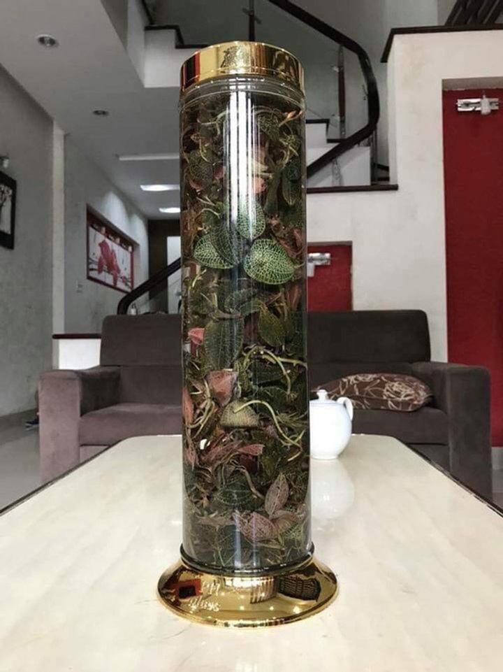 
Một bình lan kim tuyến chuẩn bị đưa vào ngâm rượu.
