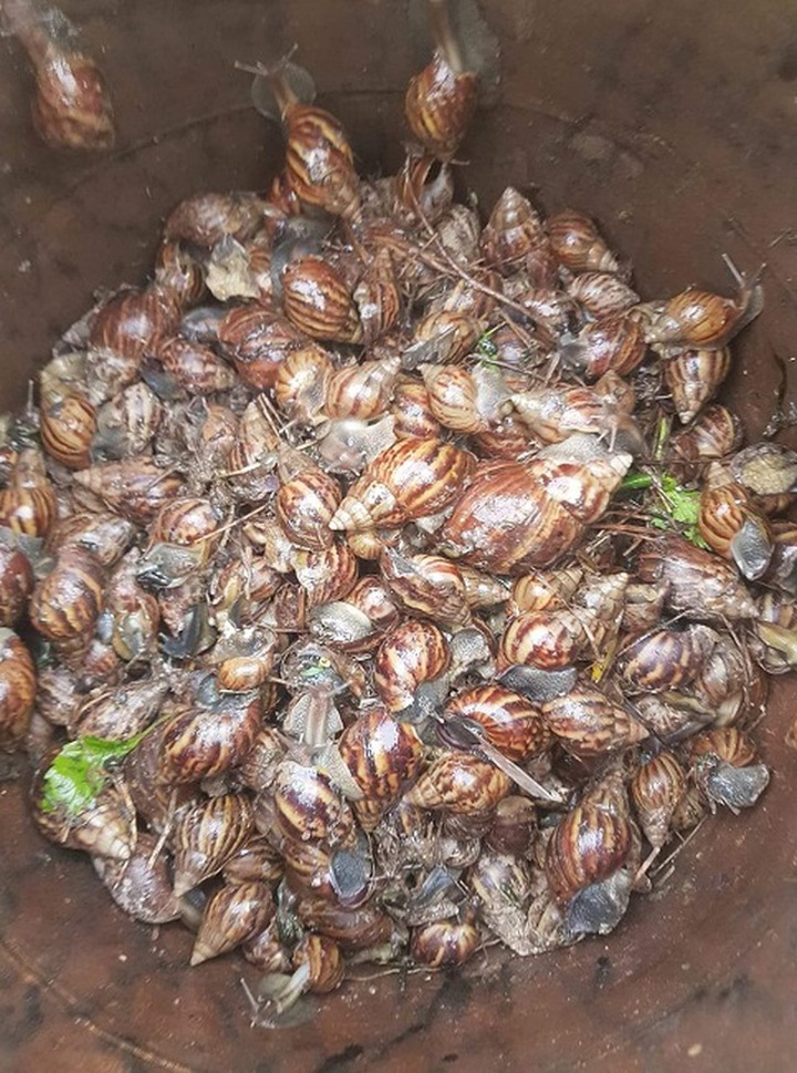 Loại ốc cạn “nhan nhản” khắp vườn, nơi cho không ai lấy, chỗ lại đắt hơn vàng - 2