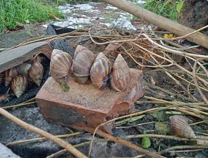Loại ốc cạn “nhan nhản” khắp vườn, nơi cho không ai lấy, chỗ lại đắt hơn vàng - 3