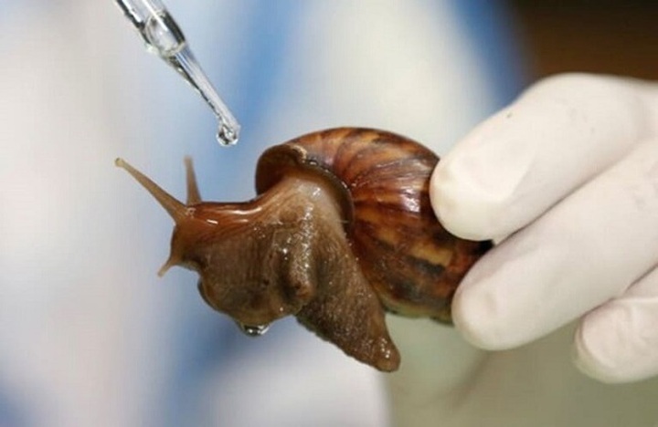 Loại ốc cạn “nhan nhản” khắp vườn, nơi cho không ai lấy, chỗ lại đắt hơn vàng - 5