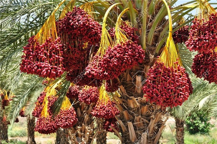 Loại quả giới nhà giàu Dubai ăn mỗi ngày từng được trồng ở Việt Nam? - 6