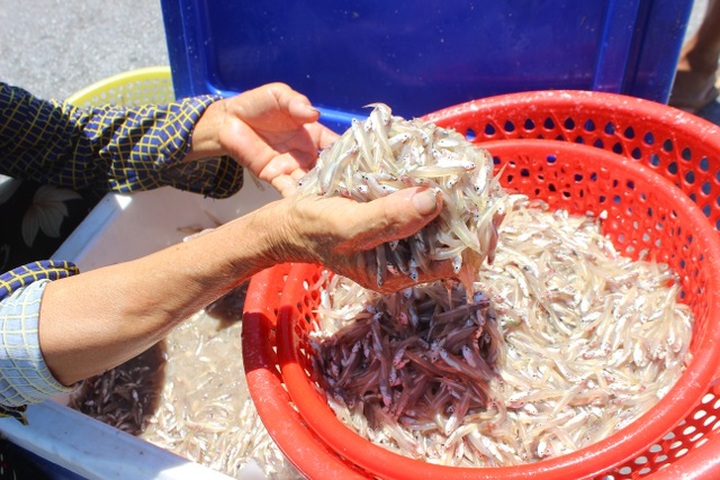 Lộc biển bất ngờ, ngư dân hối hả “cướp nắng” kiếm tiền triệu - 2