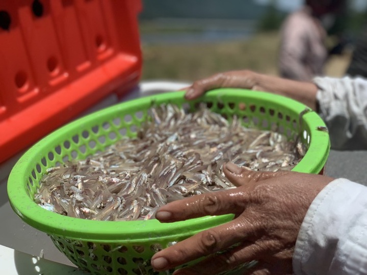 Lộc biển bất ngờ, ngư dân hối hả “cướp nắng” kiếm tiền triệu - 12