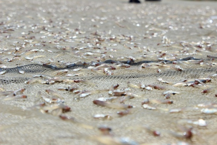 Lộc biển bất ngờ, ngư dân hối hả “cướp nắng” kiếm tiền triệu - 13