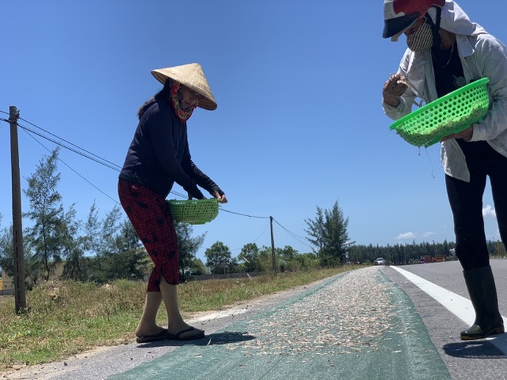 Lộc biển bất ngờ, ngư dân hối hả “cướp nắng” kiếm tiền triệu - 4