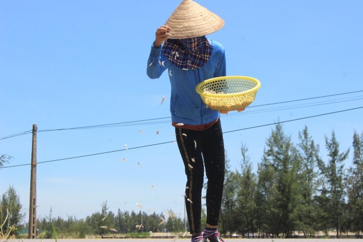 Lộc biển bất ngờ, ngư dân hối hả “cướp nắng” kiếm tiền triệu - 7