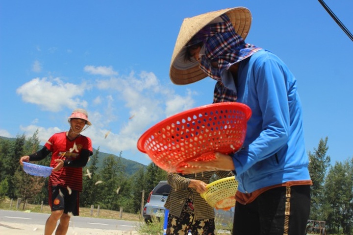 Lộc biển bất ngờ, ngư dân hối hả “cướp nắng” kiếm tiền triệu - 9