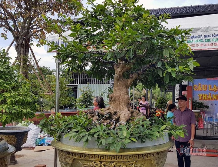 Mai vàng trăm tuổi gốc dát vàng, trả 2 tỷ đồng chưa bán - 1