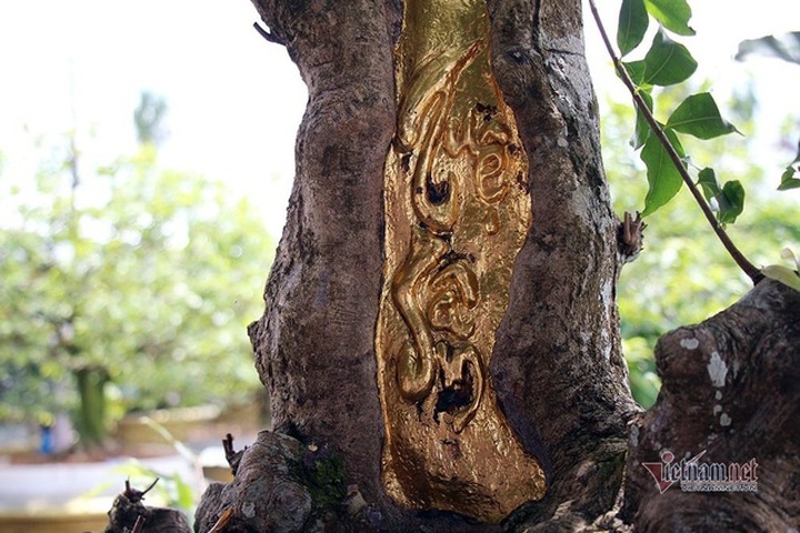 Mai vàng trăm tuổi gốc dát vàng, trả 2 tỷ đồng chưa bán - 2