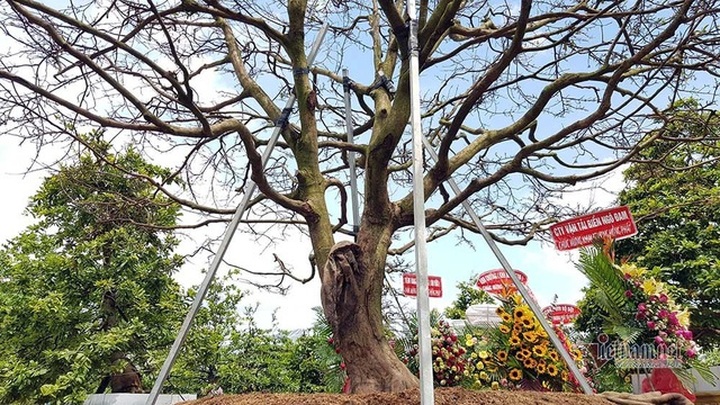 Mai vàng trăm tuổi gốc dát vàng, trả 2 tỷ đồng chưa bán - 11