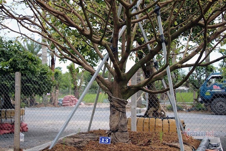 Mai vàng trăm tuổi gốc dát vàng, trả 2 tỷ đồng chưa bán - 12