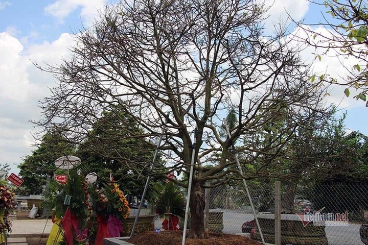 Mai vàng trăm tuổi gốc dát vàng, trả 2 tỷ đồng chưa bán - 13