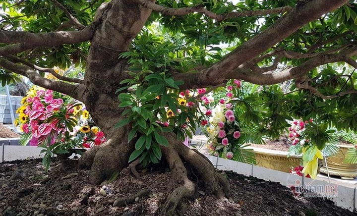 Mai vàng trăm tuổi gốc dát vàng, trả 2 tỷ đồng chưa bán - 14